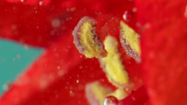 Suyun Altındaki Çiçek Yapraklarına Baloncuk Yakın Plan Stok Görüntüleri Altı — Stok video