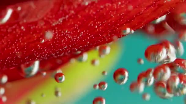 Çiçek Yapraklarının Üzerindeki Baloncuklara Yakın Çekim Stok Görüntüleri Suyun Altında — Stok video