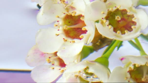 ジャスミン フラワー バッド ストック映像 揺れる水の中の美しい柔らかい花 — ストック動画