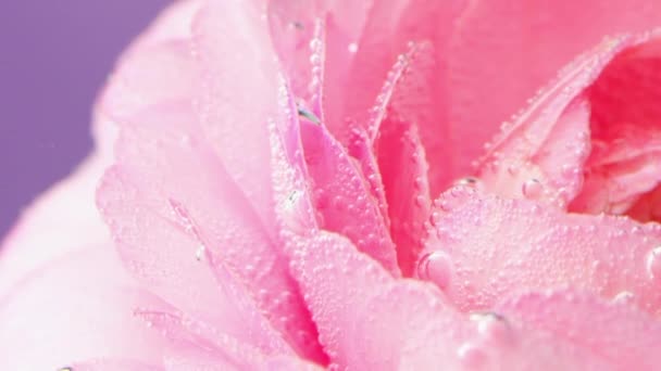 Zbliżenie Miękkich Płatków Kwiatów Róży Przezroczystej Wodzie Bąbelkami Powietrza Materiał — Wideo stockowe