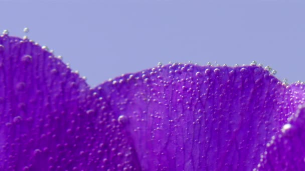 Suyun Altında Güzel Çiçek Yapraklarının Yakın Çekimi Stok Görüntüleri Narin — Stok video