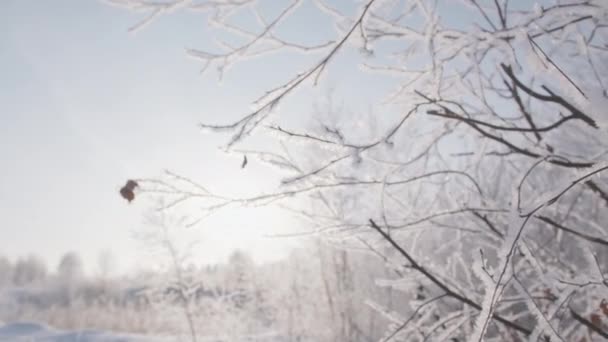 寒い冬の日に雪で覆われた枝 クリエイティブ 青い澄んだ空の背景に冬の木を閉じる — ストック動画