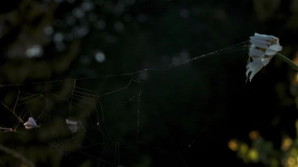 Dünne Spinnennetze Erstreckten Sich Von Blume Blume Auf Verschwommenem Grünem — Stockvideo