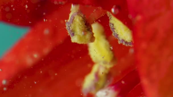 Suyun Altındaki Çiçeğe Baloncuk Yakın Plan Stok Görüntüleri Güzel Kabarcıklar — Stok video
