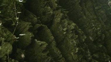 Su yansıtmalı kaya duvar. Yaratıcı. Yeşil ormandaki suyun yansımasıyla sarp bir vadi duvarı. Kayalık geçitteki güzel duvar. Yazın ormandaki suyun yansımaları.. 