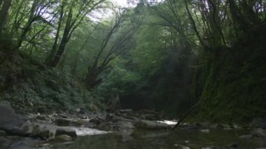 Nehir suyu ve merdivenli yeşil orman. Yaratıcı. Eski ahşap merdivenleri olan yoğun bir orman. Nehirle dolu yeşil karanlık ormandaki vadi.. 