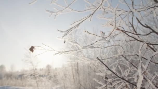 Laatste Blad Boomtak Met Vorst Winter Creatief Prachtige Boomtakken Vorst — Stockvideo
