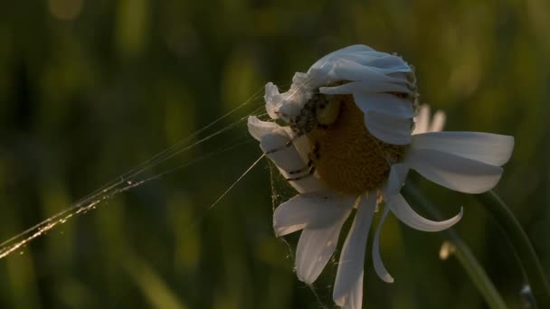 Camomila Planta Flor Com Uma Pequena Aranha Seu Topo Fundo — Vídeo de Stock