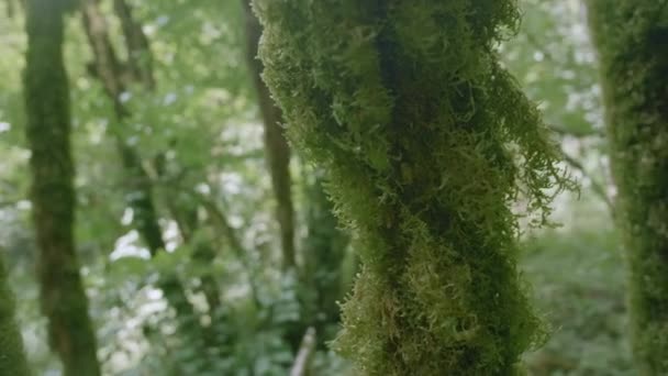 Vue Intérieur Des Jungles Verdoyantes Concept Voyage Nature Sauvage Créatif — Video