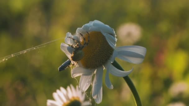 Flower Plant Chamomile Small Spider Its Top Blurred Green Background — Stock Video