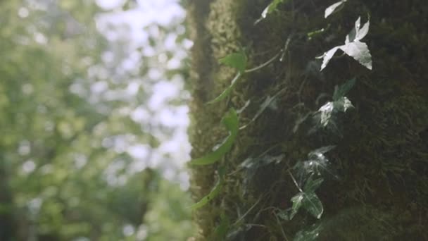 Κοντινό Πλάνο Του Κισσού Που Φυτρώνει Στο Δέντρο Στο Δάσος — Αρχείο Βίντεο