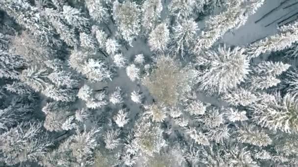 Vista Aérea Superior Floresta Inverno Conífera Clipe Voando Acima Árvores — Vídeo de Stock