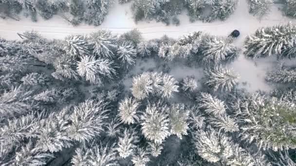 Horní Pohled Auto Zimním Lese Klip Krásné Vrcholky Jedlí Zasněžená — Stock video