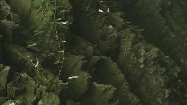Yansıtmalı Kaya Duvar Yaratıcı Yeşil Ormandaki Suyun Yansımasıyla Sarp Bir — Stok video