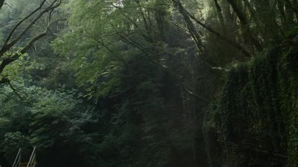 Vue Intérieur Des Jungles Verdoyantes Concept Voyage Nature Sauvage Créatif — Video
