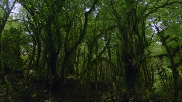 Dense Green Forest Mossy Trees Creative Beautiful Green Crown Trees — Stock Video