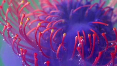  Parlak makro fotoğraf. Tock görüntüsü. Üzerinde dumanın parlak bir arkaplanda üflendiği çeşitli çok renkli çiçekler. Yüksek kaliteli FullHD görüntüler