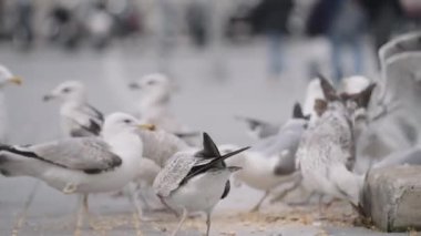 Parktaki büyük kuşlar. Aksiyon. Sokaklarda yemek yiyen ve büyük gagalarıyla gagalayan dev beyaz martılar. Yüksek kalite 4k görüntü