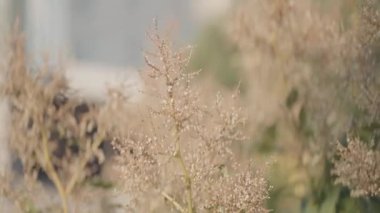 Tüylü çimlere ya da çalılara yakın çekim. Başla. Tüylü çimen dalları rüzgarda sallanıyor. Yaz çalıları ve çimenler rüzgarda. 
