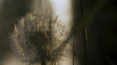 Yumuşak karahindiba yakın çekim. Yaratıcı. Çimenlerde erkek organları olan güzel bir karahindiba. Bulanık arka planda yeşil çimlerin arasında tüylü bir karahindiba. Yaz bitkileri çayırları. 