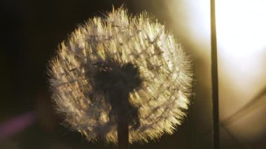 Yumuşak karahindiba yakın çekim. Yaratıcı. Çimenlerde erkek organları olan güzel bir karahindiba. Bulanık arka planda yeşil çimlerin arasında tüylü bir karahindiba. Yaz bitkileri çayırları. 
