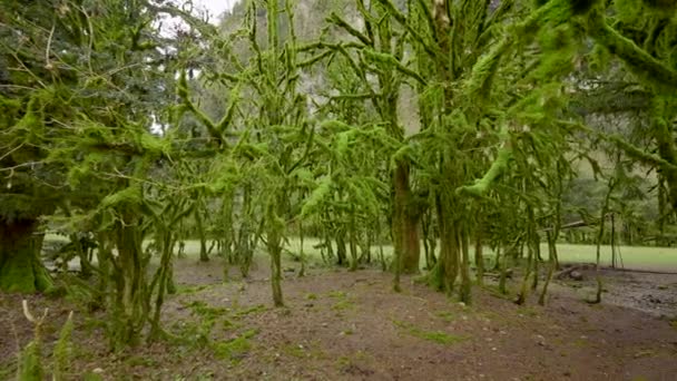 Skog Med Mossiga Träd Börja Grön Skog Med Träd Täckta — Stockvideo