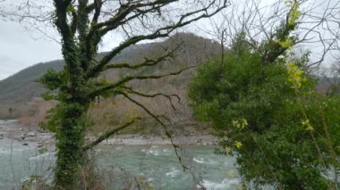 Nehir ve dağın arka planında sarmaşık içindeki ağaç. Başla. Tek yeşil ağaç ve gri ormanlı seyrek sonbahar manzarası. Sonbaharın sonlarında ya da ilkbaharda çıplak ağaçlar ve dağ nehri olan bir yer.. 