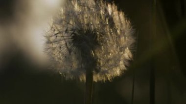Yeşil arka planda karahindiba. Yaratıcı. Akşam güneşinde, bulanık çimlerin üzerinde pofuduk bir çiçeğe yaklaş.