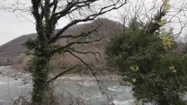 Dağlık bir nehrin hızlı suları. Başla. Ağaç gövdesi yeşil tepeli sarmaşıklarla kaplı ve arka planda soğuk bir nehir var. 