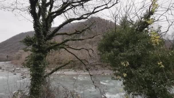 Tok Rychlé Vody Hornaté Řeky Akce Kmen Stromu Pokrytý Břečťanem — Stock video
