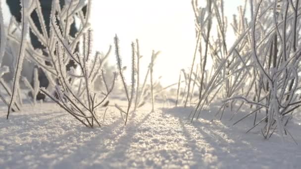 Zimowe Białe Tło Kreatywny Widok Małych Drzew Gałązek Które Stoją — Wideo stockowe
