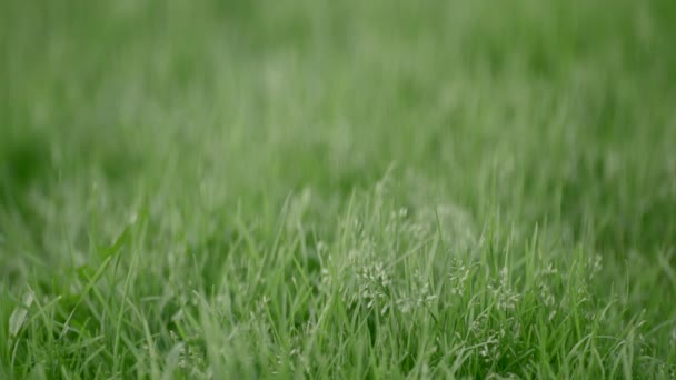 Ярко Зеленая Трава Начали Яркий Пейзаж Короткой Зеленой Траве Которая — стоковое видео