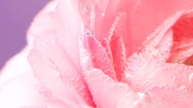 Gülün üzerindeki kabarcıklar suyun altında. Stok görüntüleri. Köpüklü ya da damlacıklı narin gül yaprakları. Pembe gül, ferahlatıcı kabarcıklar ve berrak sularda yapraklar.. 