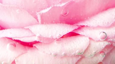 Gül yapraklarının üzerine baloncuk yakın plan. Stok görüntüleri. Suyun altında narin pembe gül yaprakları. Oksijen kabarcıklarıyla temiz suya girdikten sonra. 