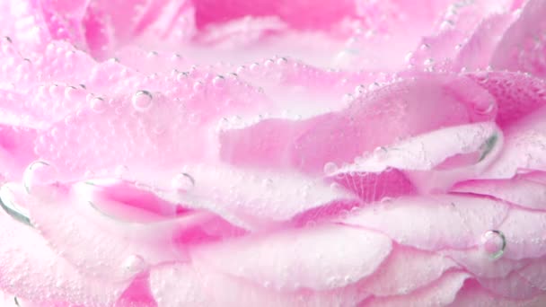 Rose Üzerindeki Sise Yakın Çekim Stok Görüntüleri Kabarcıklı Mürekkepli Narin — Stok video