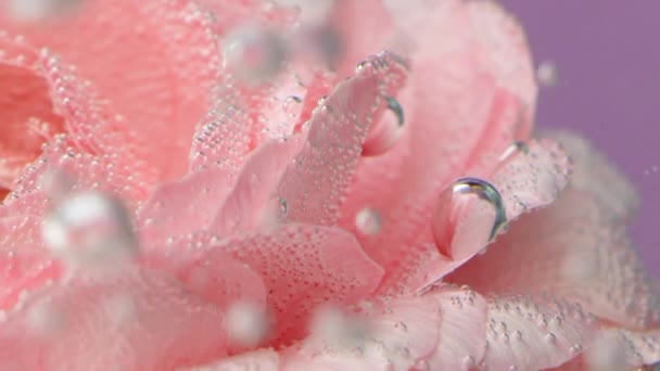 水の下にバラの上にバブル ストック映像 バラの花びらを泡や落下で飾る ピンクは透明な水で花びらにさわやかな泡でバラを咲かせました — ストック動画