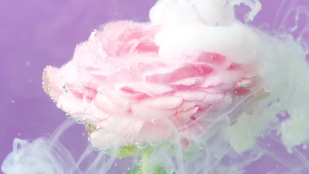 Rosa Debaixo Água Com Tinta Imagens Stock Rosa Delicada Com — Vídeo de Stock