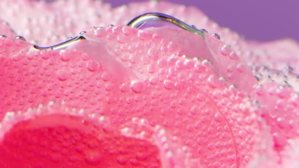 거품과 섬세한 꽃잎의 클로즈업 비디오 거품과 분홍색 장미에 — 비디오