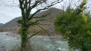 Deniz Burnu. Hareket. Denizin yanındaki parlak tropikal ağaçlar farklı yönlerde dalgalar halinde hareket ediyor ve büyük dağlar görülebilir. Yüksek kalite 4k görüntü