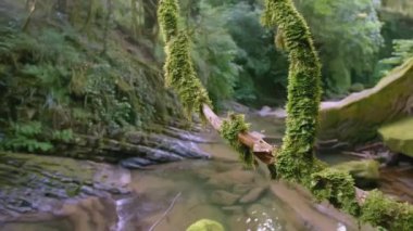 Ormandaki nehir. - Yaratıcı. Yeşil ormanda bir nehir akar. Ön planda yosunlu bir dal var. Dalın arkasında sık ormanda bir dere akıyor..
