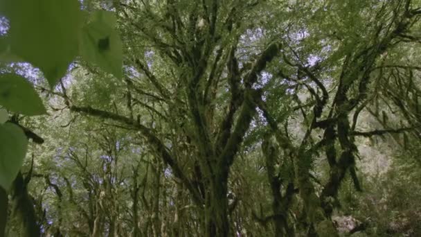 Δέντρο Φλοιό Βρύα Στη Ζούγκλα Δημιουργική Μος Φυτρώνει Στο Πράσινο — Αρχείο Βίντεο