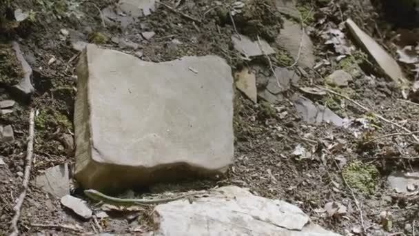 Petit Lézard Dans Jungle Créatif Lézard Est Assis Dans Les — Video