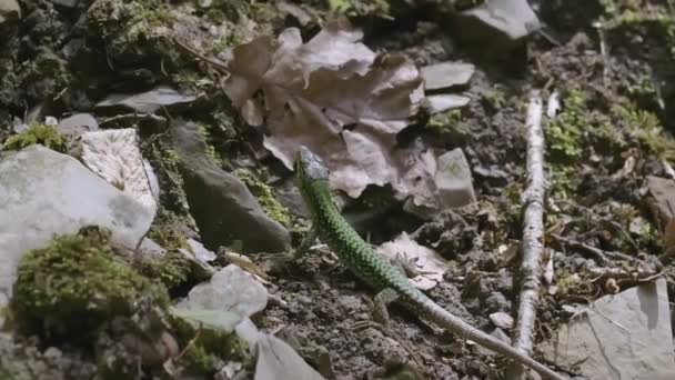 Jungle Hagedis Dat Geweldig Een Hagedis Zit Groene Vegetatie Jungle — Stockvideo