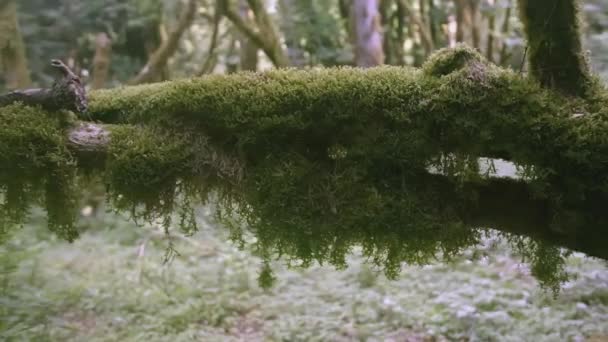 Écorce Arbre Avec Mousse Dans Jungle Créatif Mousse Pousse Dans — Video