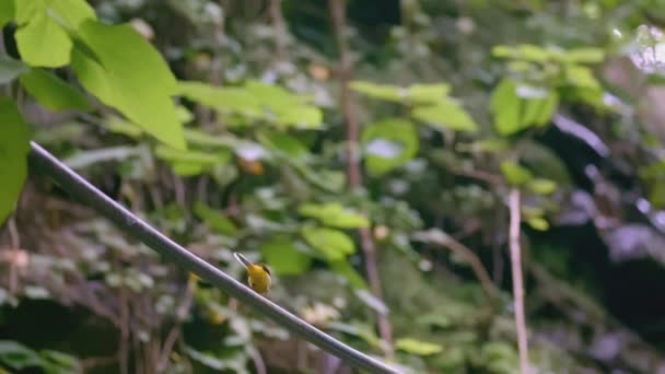 黄色い鳥が枝の上に座っている間に尾をかぶります クリエイティブ 鳥は葉の枝の上に座っている 美しい鳥が枝の上を歩き 尾をかぶる — ストック動画