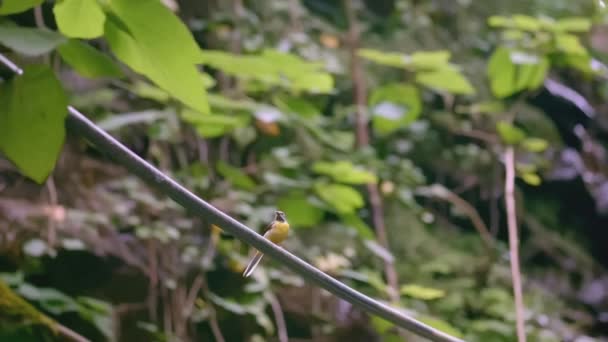 Żółty Ptak Macha Ogonem Siedząc Gałęzi Kreatywy Ptak Siedzi Gałęzi — Wideo stockowe