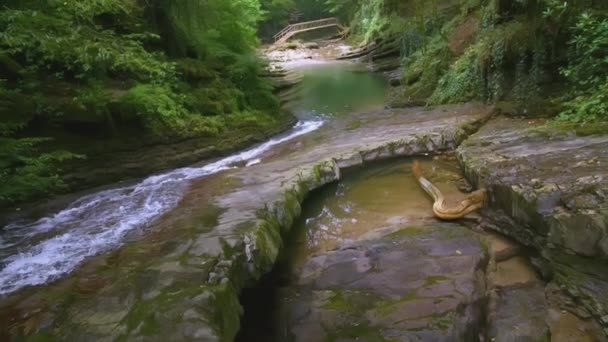 Mała Górska Rzeka Płynie Dżungli Kreatywy Brązowe Kamienie Przezroczystej Rzece — Wideo stockowe
