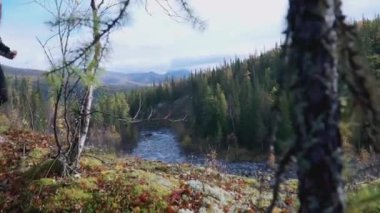Ağaçların tepesinde. Şarjör. Orman yukarıdan. Uzaktan güzel yeşil orman. Büyük, karanlık bir orman. Ağaçların manzarası uzaktan çok güzel..