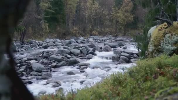 Cascade Pierres Sur Ruisseau Clip Cours Eau Dans Forêt Eau — Video