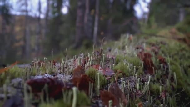 Nahaufnahme Von Gras Und Blättern Clip Die Kamera Bewegt Sich — Stockvideo